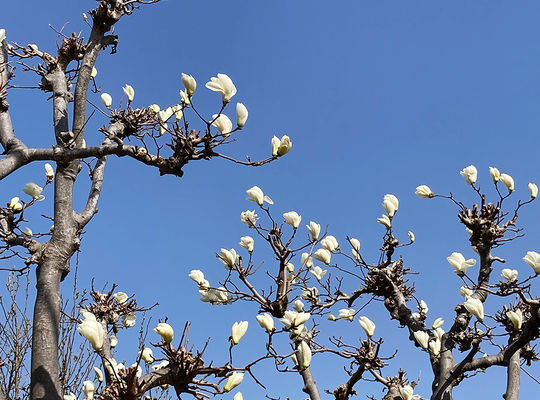 こぶし開花