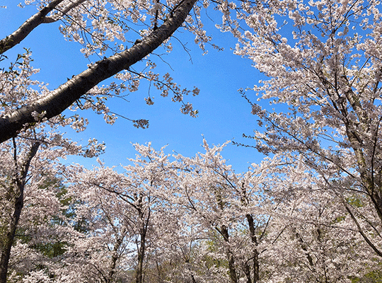 桜2023